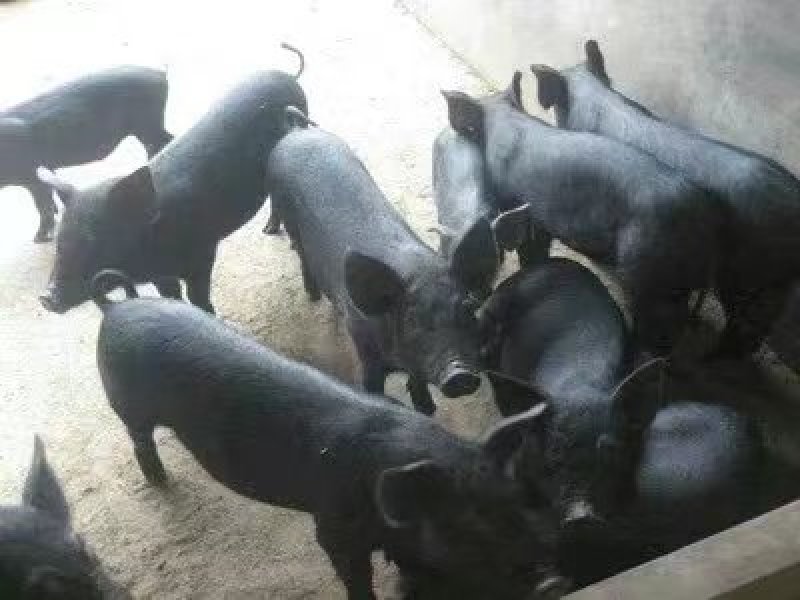 高产母猪产仔率高，抗病强好饲养，包成活，视频挑猪全国发货