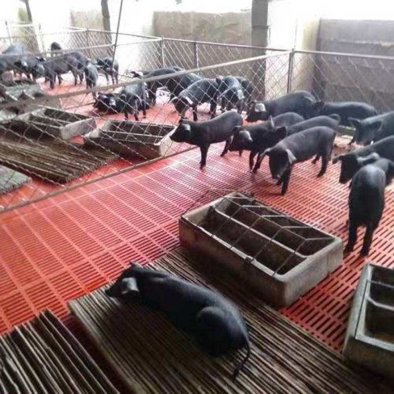 高产母猪产仔率高，抗病强好饲养，包成活，视频挑猪全国发货