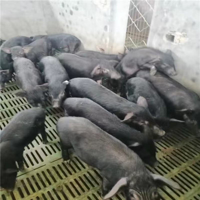 高产母猪产仔率高，抗病强好饲养，包成活，视频挑猪全国发货