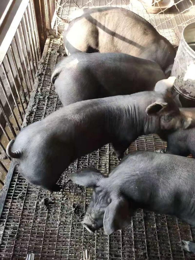 高产母猪产仔率高，抗病强好饲养，包成活，视频挑猪全国发货