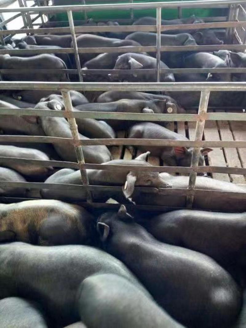 高产母猪产仔率高，抗病强好饲养，包成活，视频挑猪全国发货