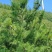 云南高山松子，量大从优