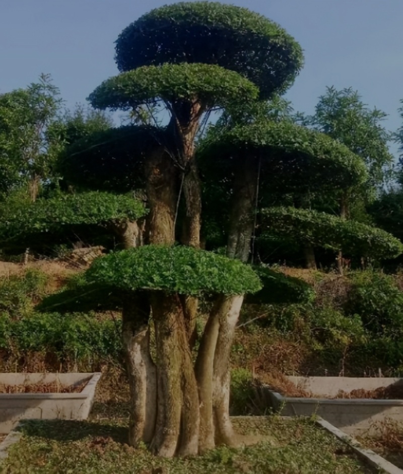 河北定州对接白蜡造型树自家苗圃现挖现卖保障成活率绿化苗木树苗