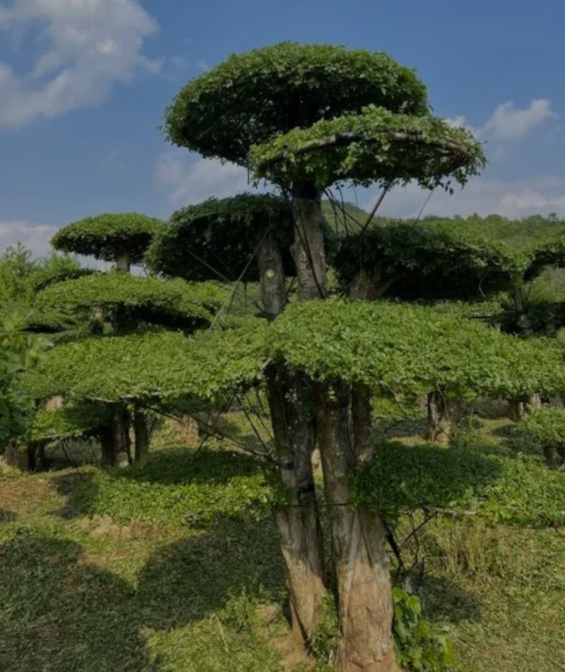 河北定州对接白蜡造型树自家苗圃现挖现卖保障成活率绿化苗木树苗