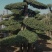 河北定州对接白蜡造型树自家苗圃现挖现卖保障成活率绿化苗木树苗