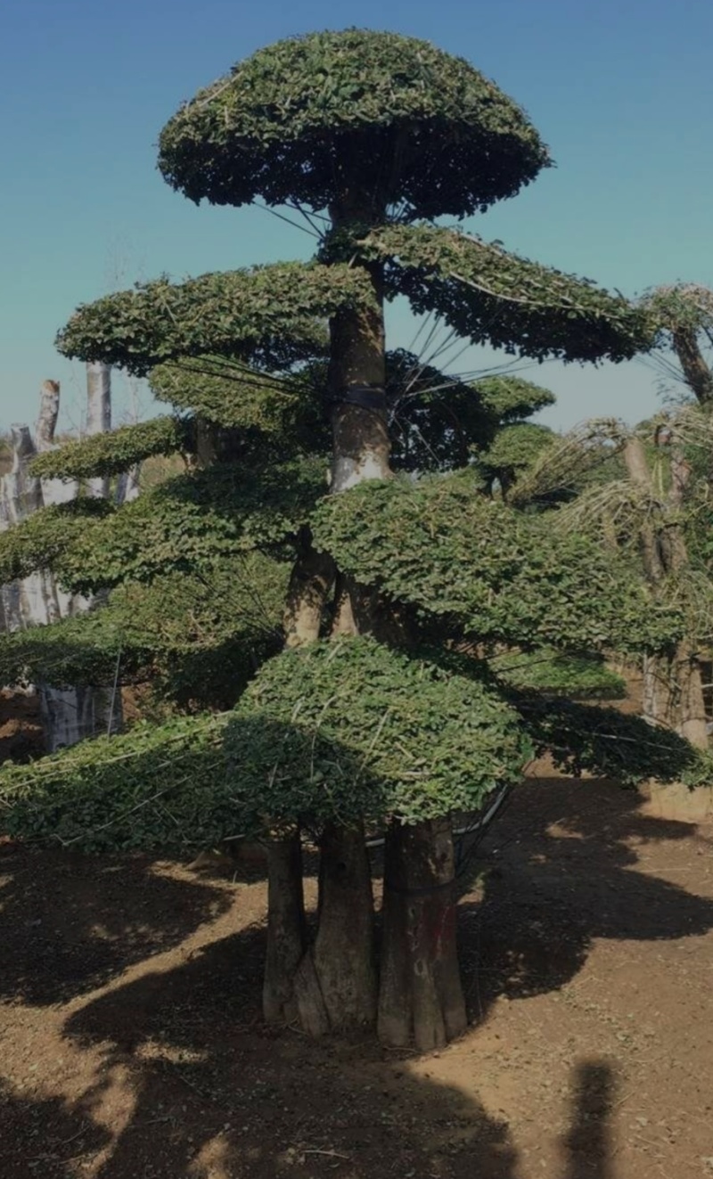 河北定州对接白蜡造型树自家苗圃现挖现卖保障成活率绿化苗木树苗