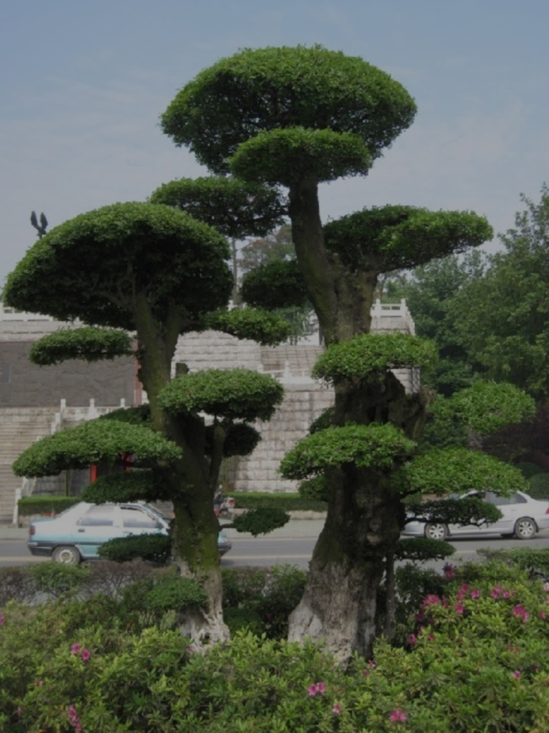 河北定州对接白蜡造型树自家苗圃现挖现卖保障成活率绿化苗木树苗