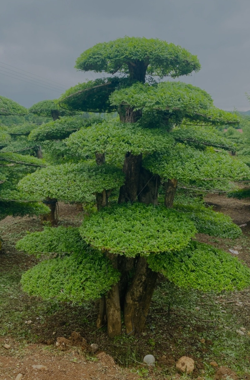 河北定州对接白蜡造型树自家苗圃现挖现卖保障成活率绿化苗木树苗
