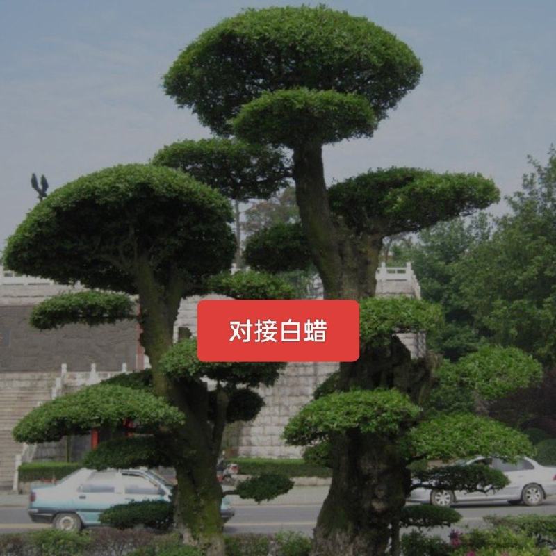 河北定州对接白蜡造型树自家苗圃现挖现卖保障成活率绿化苗木树苗