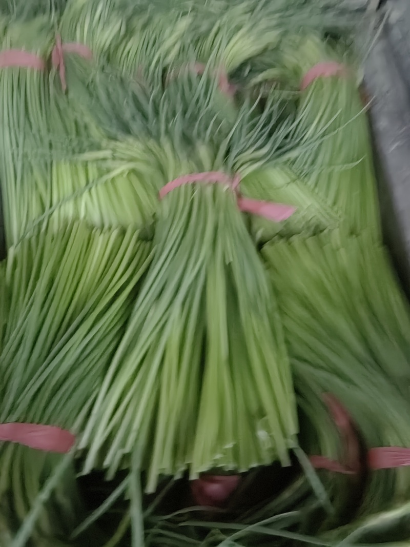 山东省聊城市东昌府红帽蒜苔上市中对接全国量大从优