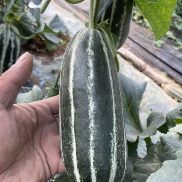 陕西大荔