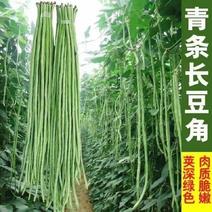 【精选】青条长豆角蔬菜基地直发保质保量可视频