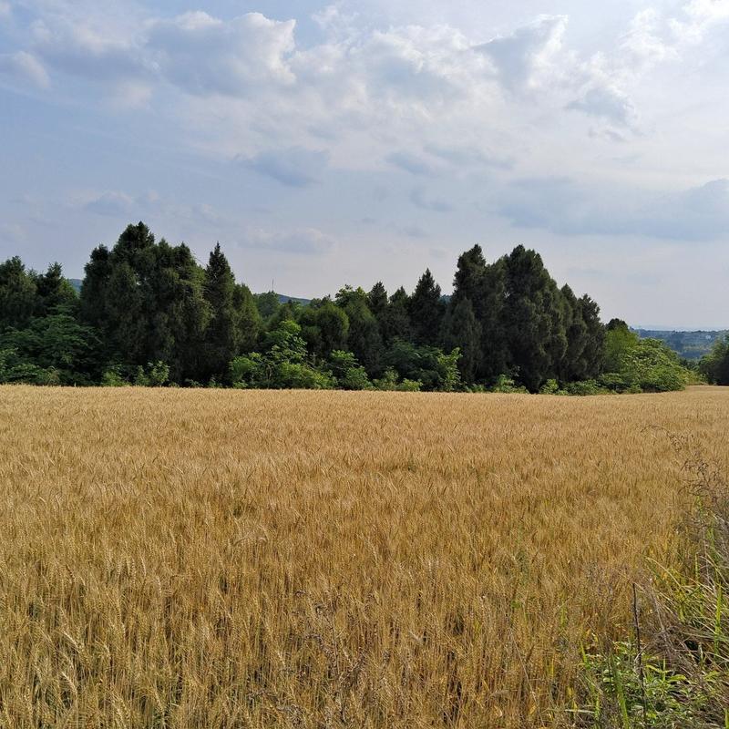 200亩小麦，五一节后开始收割