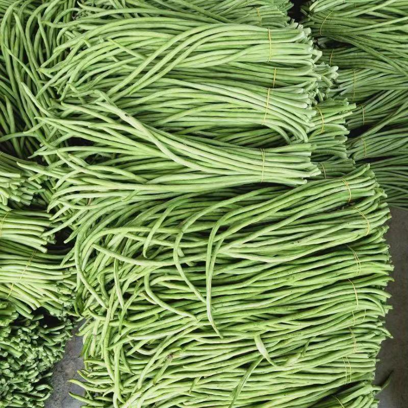 【精选】青条长豆角蔬菜基地直发保质保量可视频看货