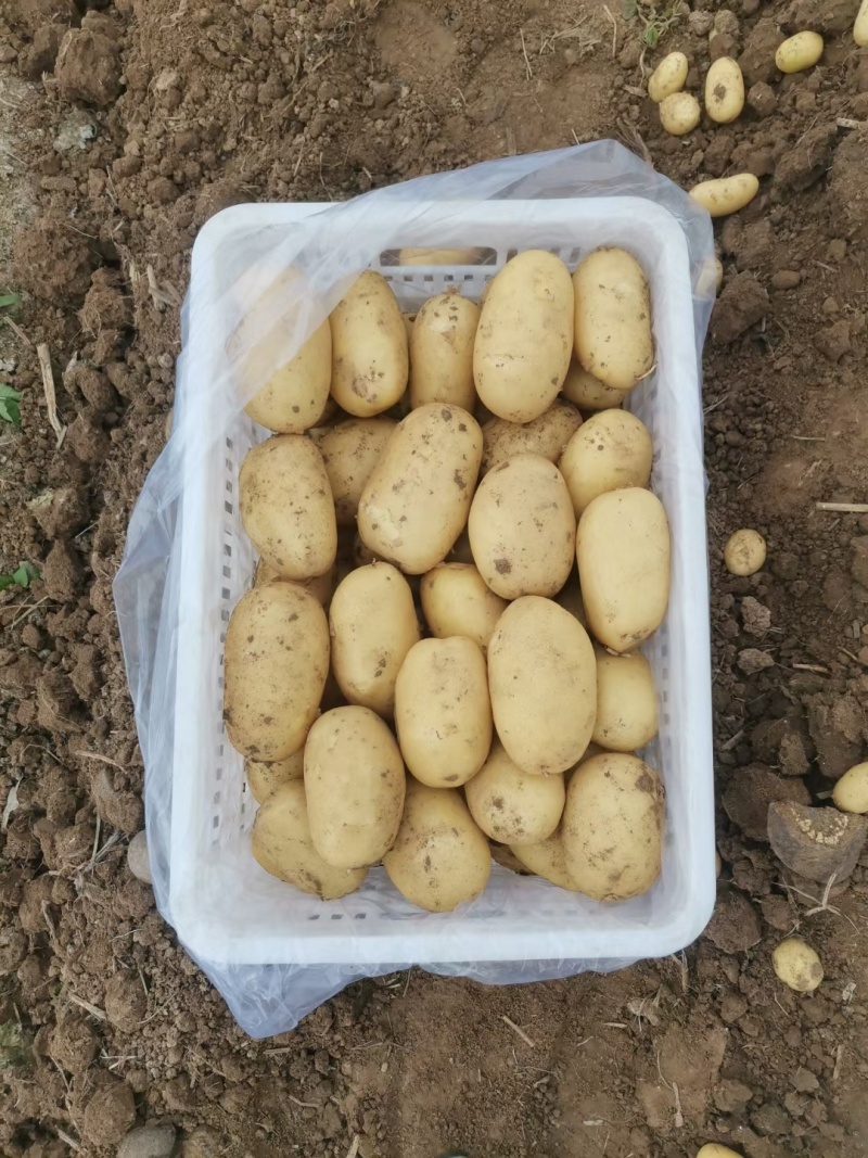 山东鲜土豆大量上市了，黄心荷兰十五土豆，v7土豆