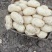 山东鲜土豆大量上市了，黄心荷兰十五土豆，v7土豆