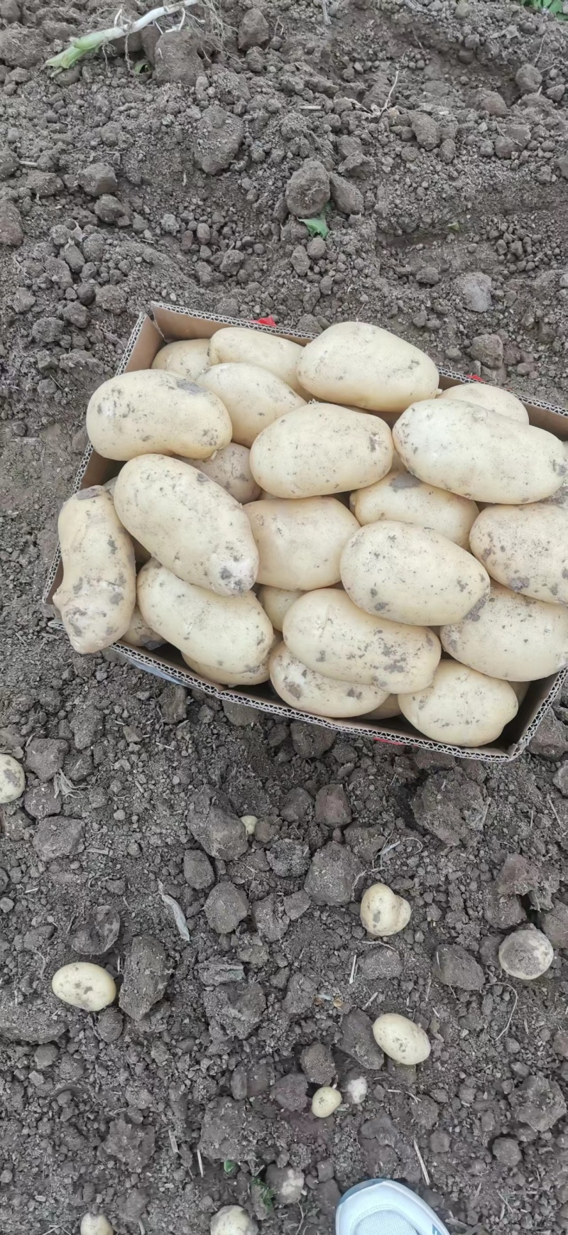 山东鲜土豆大量上市了，黄心荷兰十五土豆，v7土豆