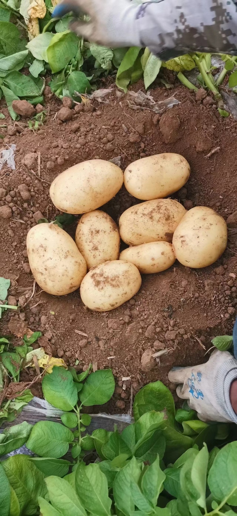 山东鲜土豆大量上市了，黄心荷兰十五土豆，v7土豆