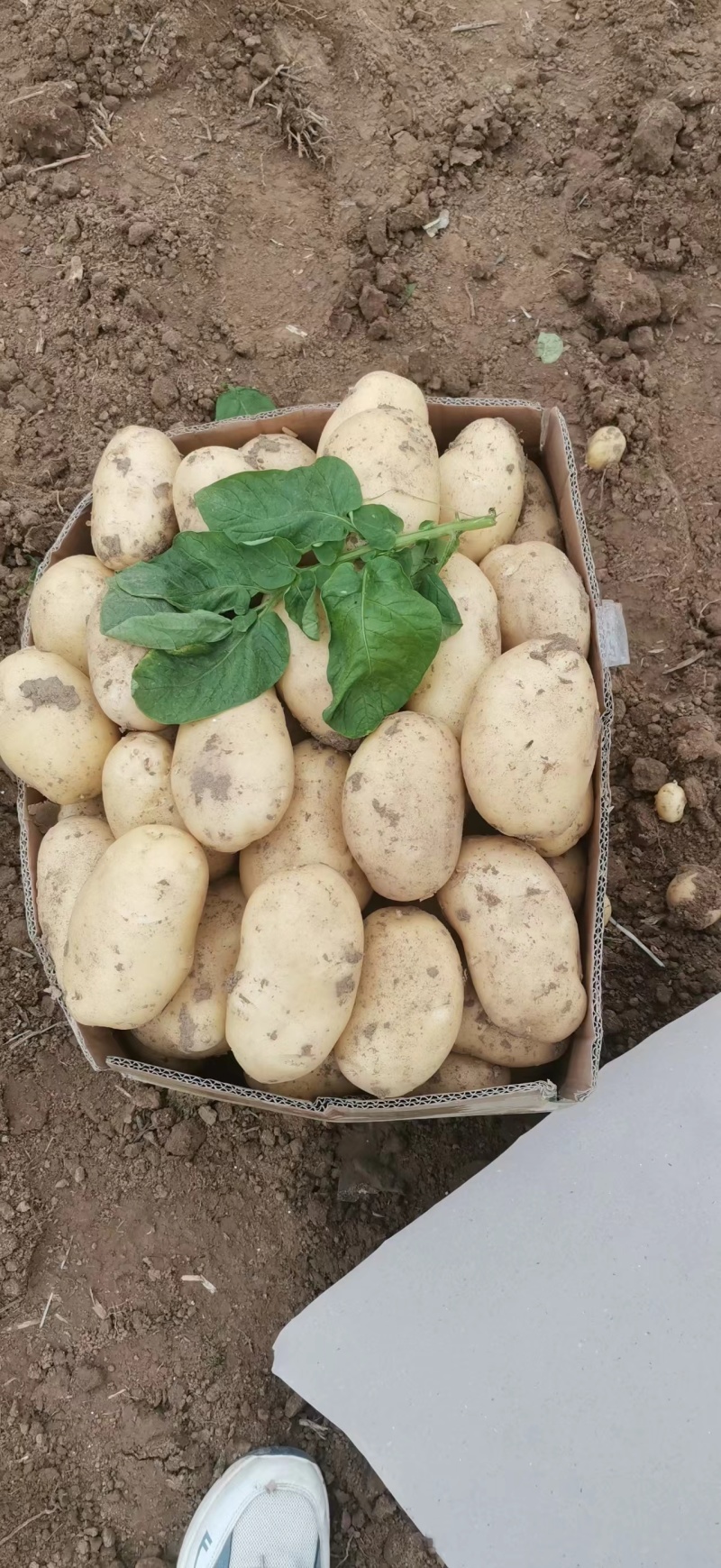 山东鲜土豆大量上市了，黄心荷兰十五土豆，v7土豆