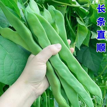 山东新鲜绿扁豆产地直发量大从优一条龙服务