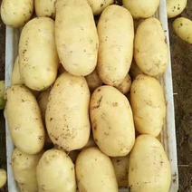 山东大棚黄心土豆上市了，货源充足，荷兰十五，v7土豆