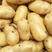 山东黄心土豆上市了，货源充足，荷兰十五，v7土豆