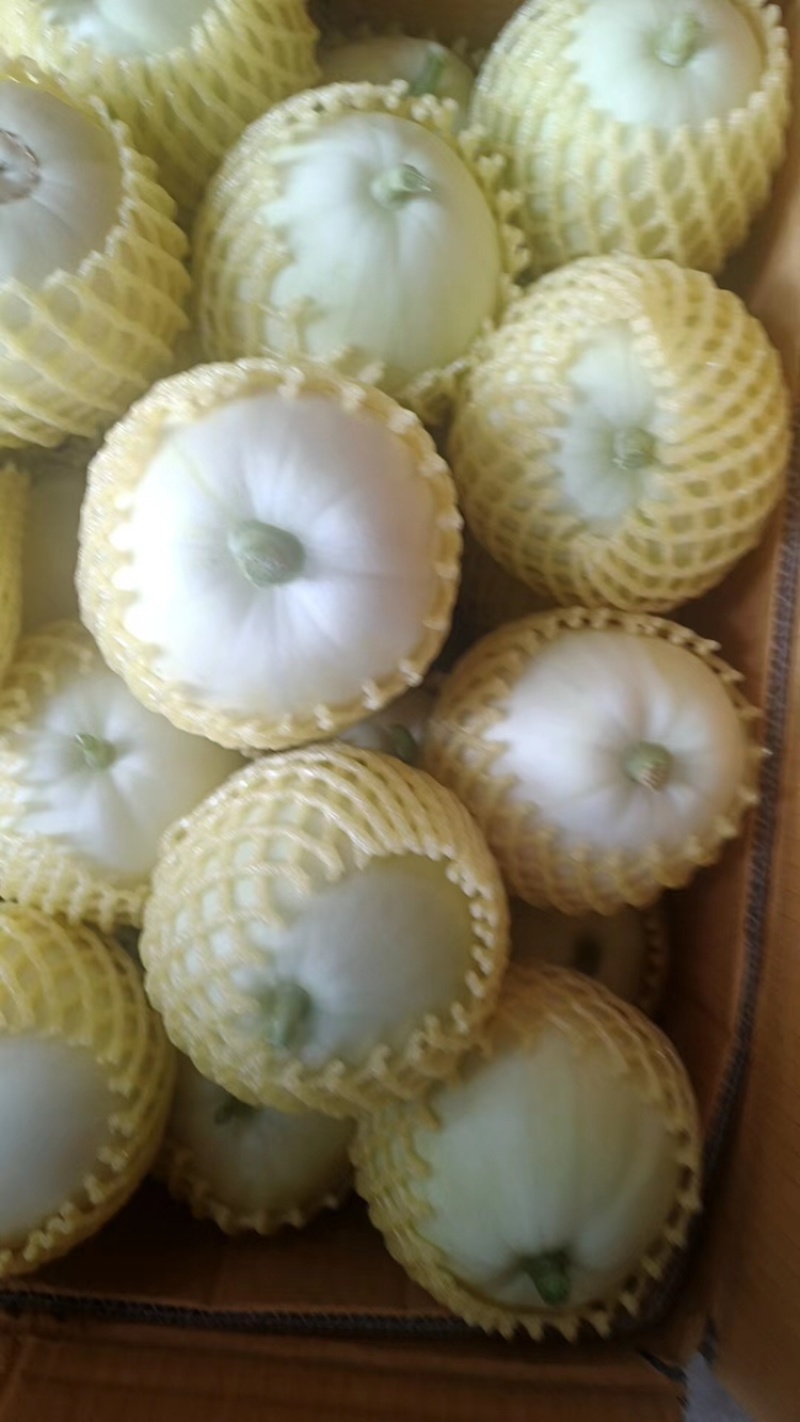 精品美浓甜瓜，白玉香瓜货量充足，产地一手货源，规格全