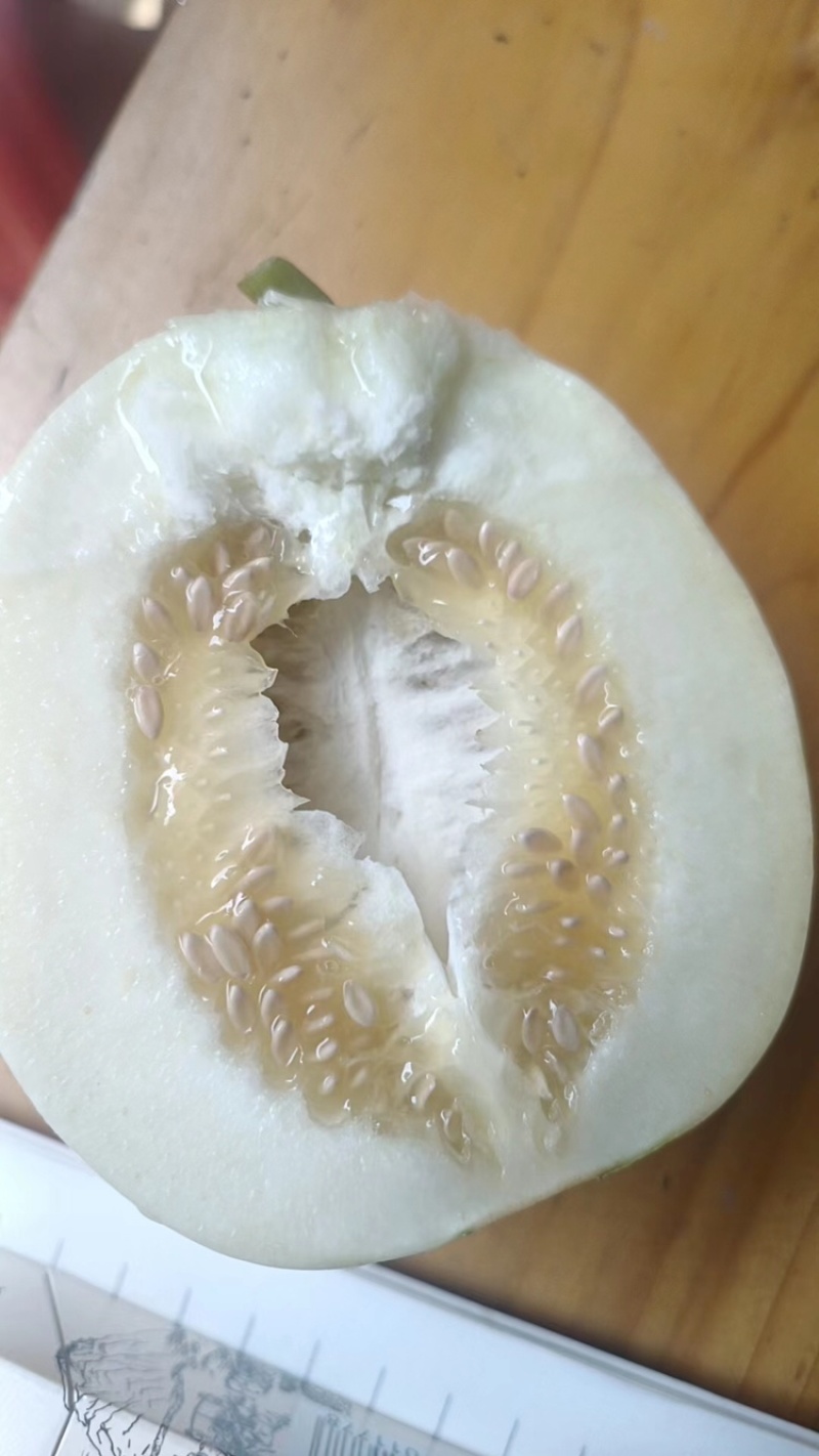 精品美浓甜瓜，白玉香瓜货量充足，产地一手货源，规格全