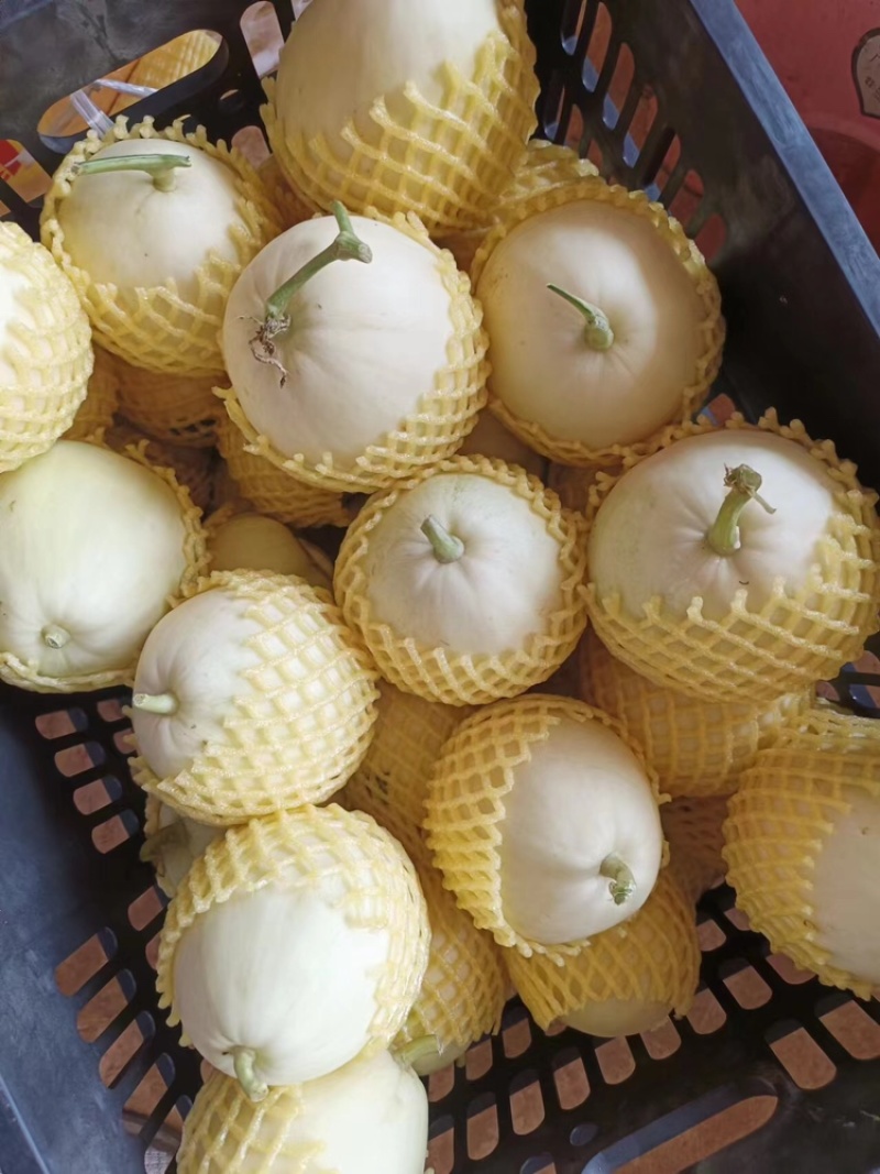 精品美浓甜瓜，白玉香瓜货量充足，产地一手货源，规格全