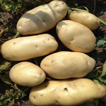 山东土豆上市了黄心土豆，荷兰十五土豆，v7土豆