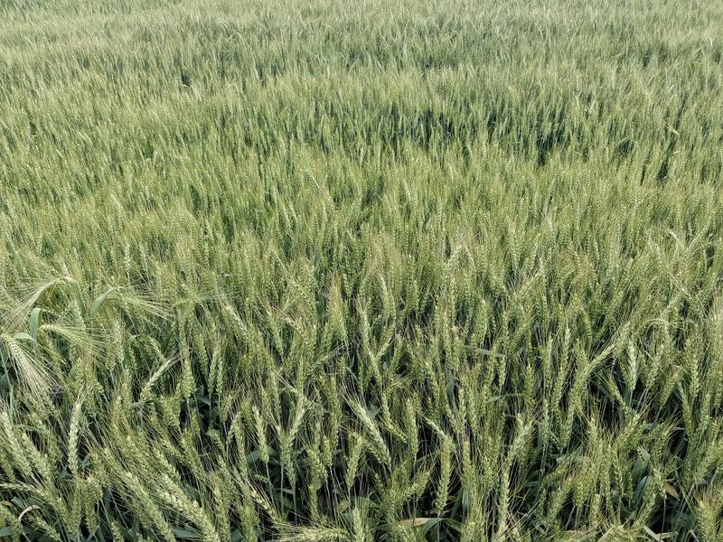 200亩小麦，五一节后开始收割