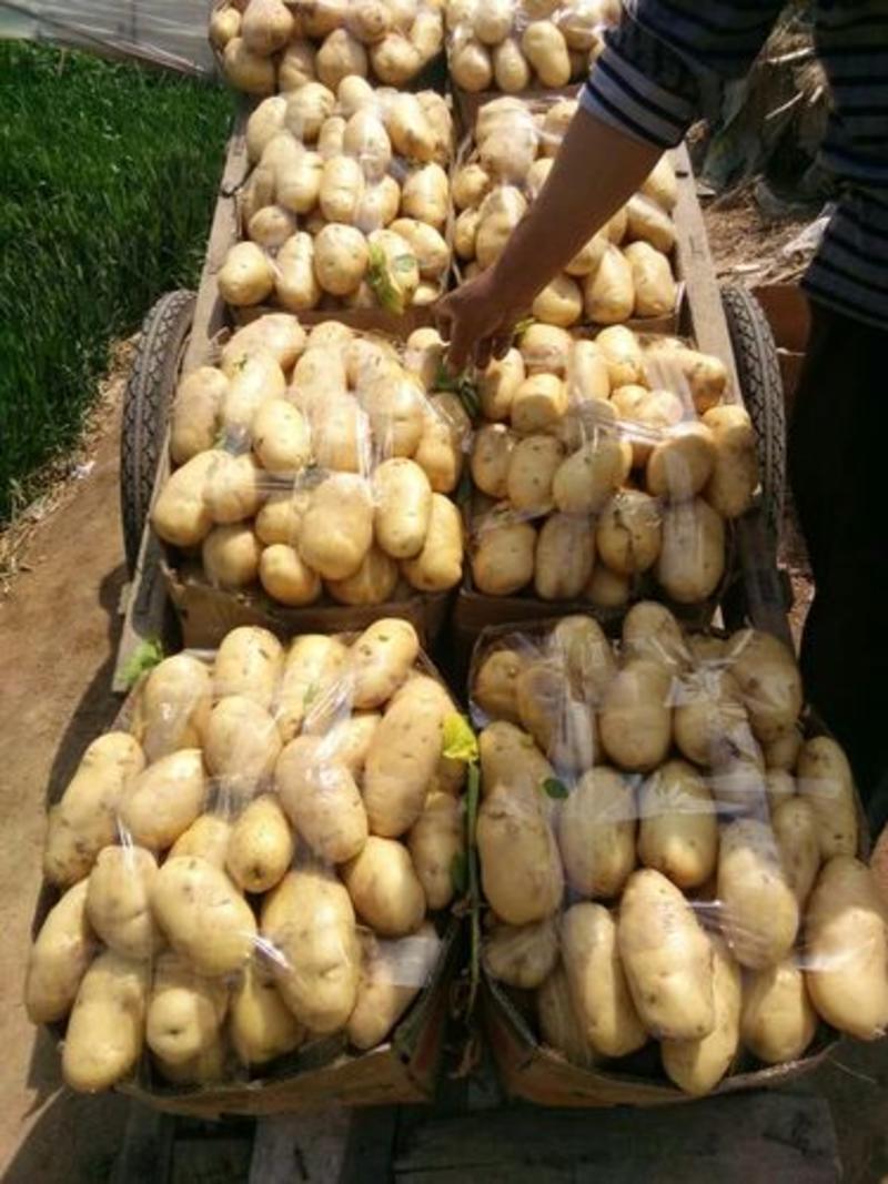山东鲜土豆大量上市了，荷兰十五V7沃土希森土豆大量上了