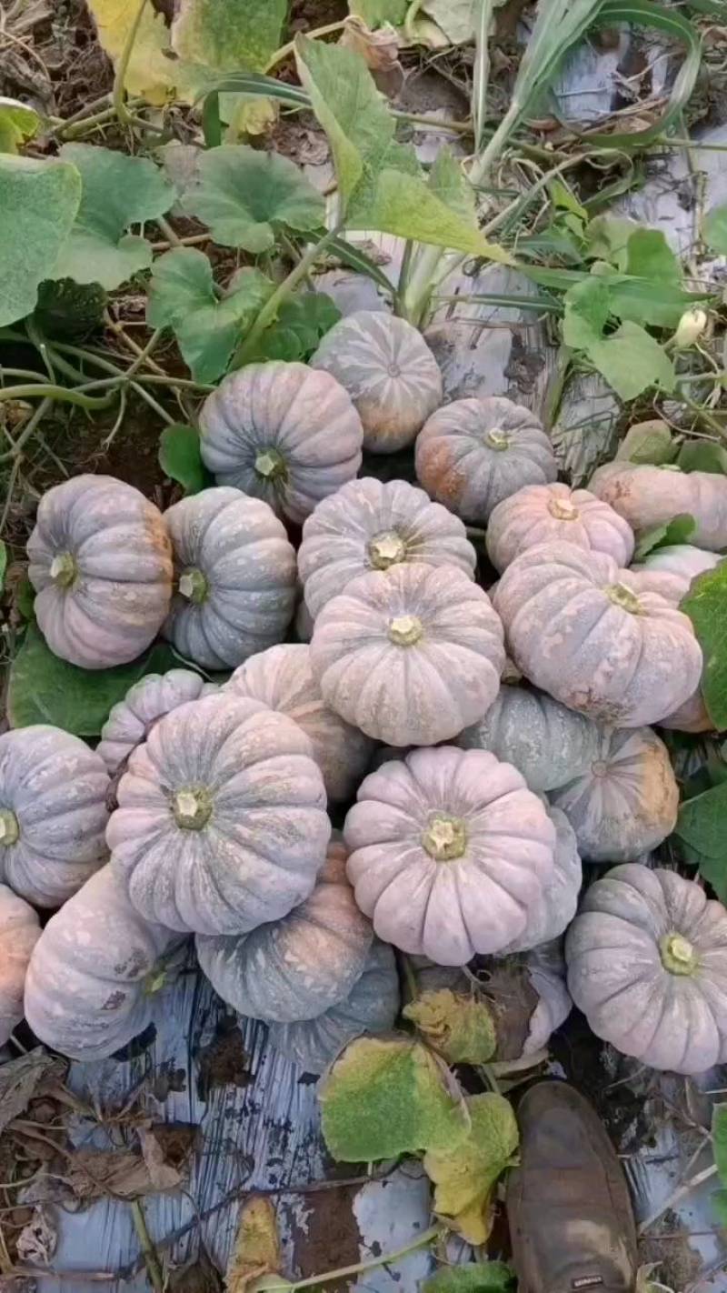 盘龙南瓜广西南瓜盘龙204大量上市口感好质量优