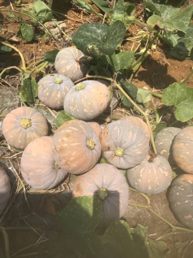 盘龙南瓜广西南瓜盘龙204大量上市口感好质量优