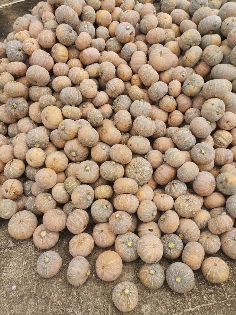 盘龙南瓜广西南瓜盘龙204大量上市口感好质量优