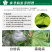 25%吡唑醚菌酯菜瓜丝瓜西葫芦黄瓜白粉病霜霉病杀菌剂