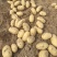 【江苏土豆】沃土5号土豆大量供应可视频实地看货欢迎咨询