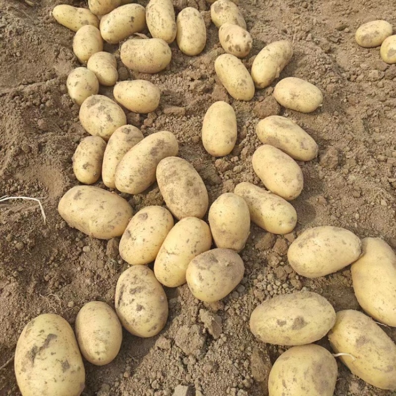 【江苏土豆】沃土5号土豆大量供应可视频实地看货欢迎咨询