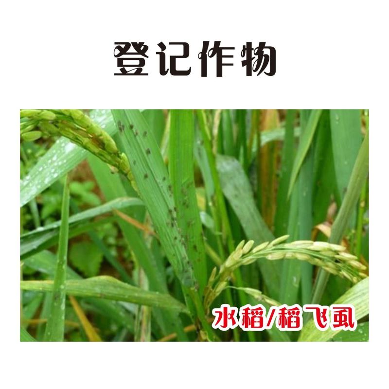 30%噻虫嗪水稻稻飞虱专用广谱杀虫剂杀虫正品农药批