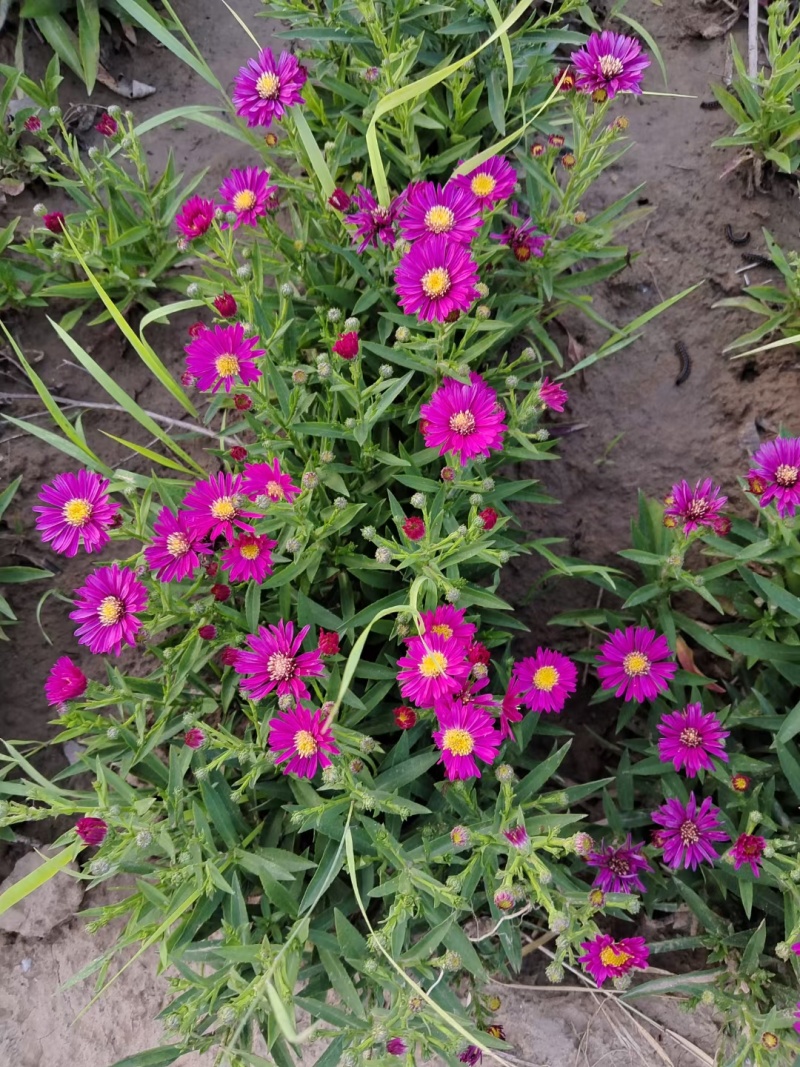 河北定州草花大全天人菊金鸡菊松果菊千屈菜波斯菊五彩石竹