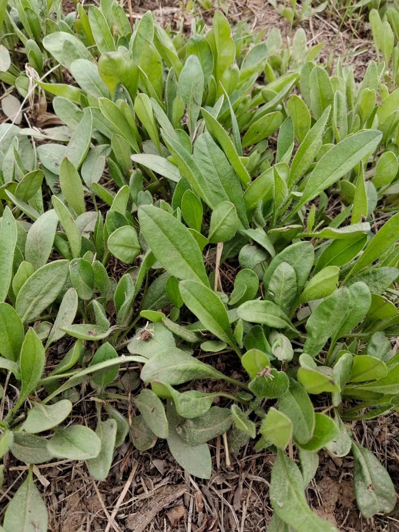 河北定州草花大全天人菊金鸡菊松果菊千屈菜波斯菊五彩石竹