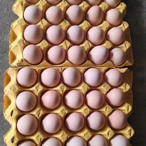 粉壳红壳鸡蛋，大量现货37-45码，产地直供
