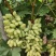 白鸡星青提