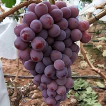 云南红提葡萄全国销售品质好货量充足