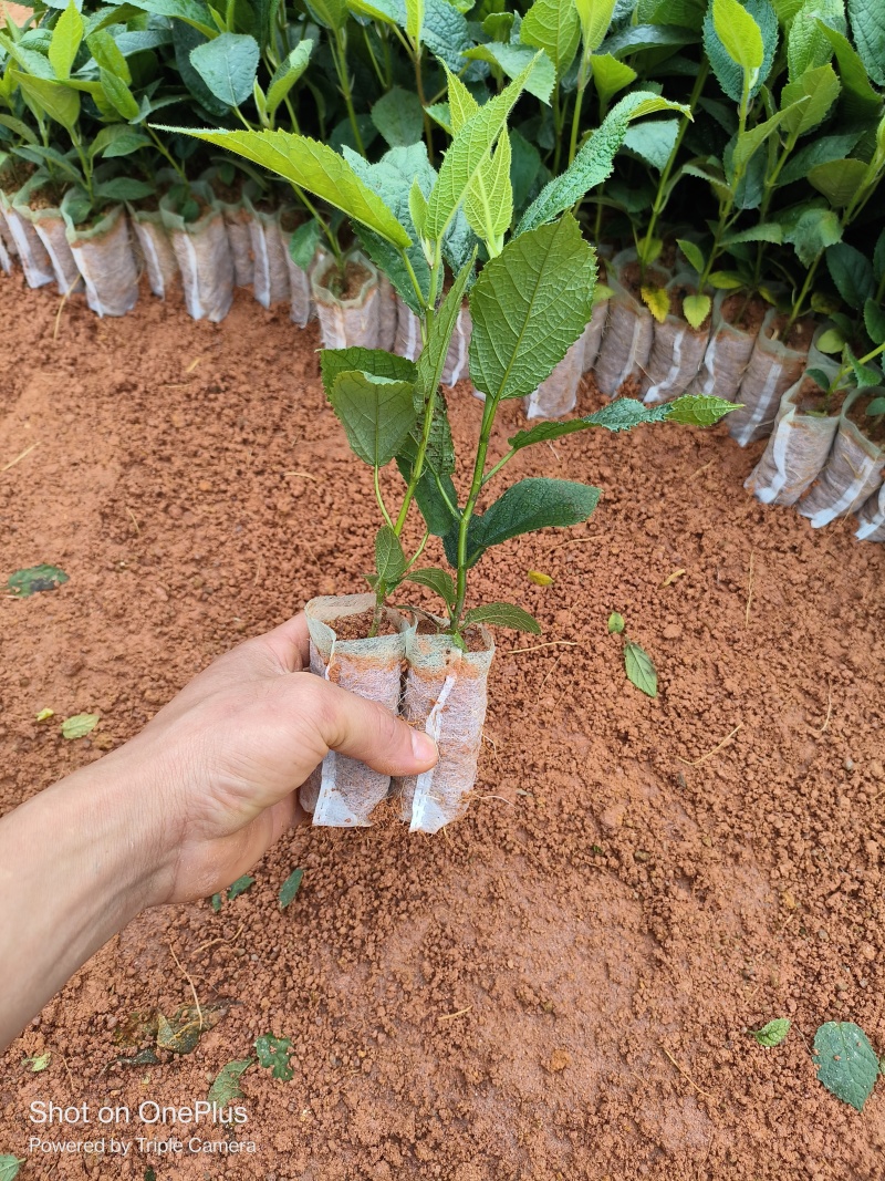五指毛桃