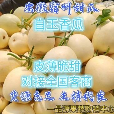 安徽白玉香瓜砀山甜瓜小白瓜皮薄脆甜对接电商市场