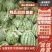 精品麒麟美都西瓜无籽小薄皮8424西瓜甜王西瓜产地