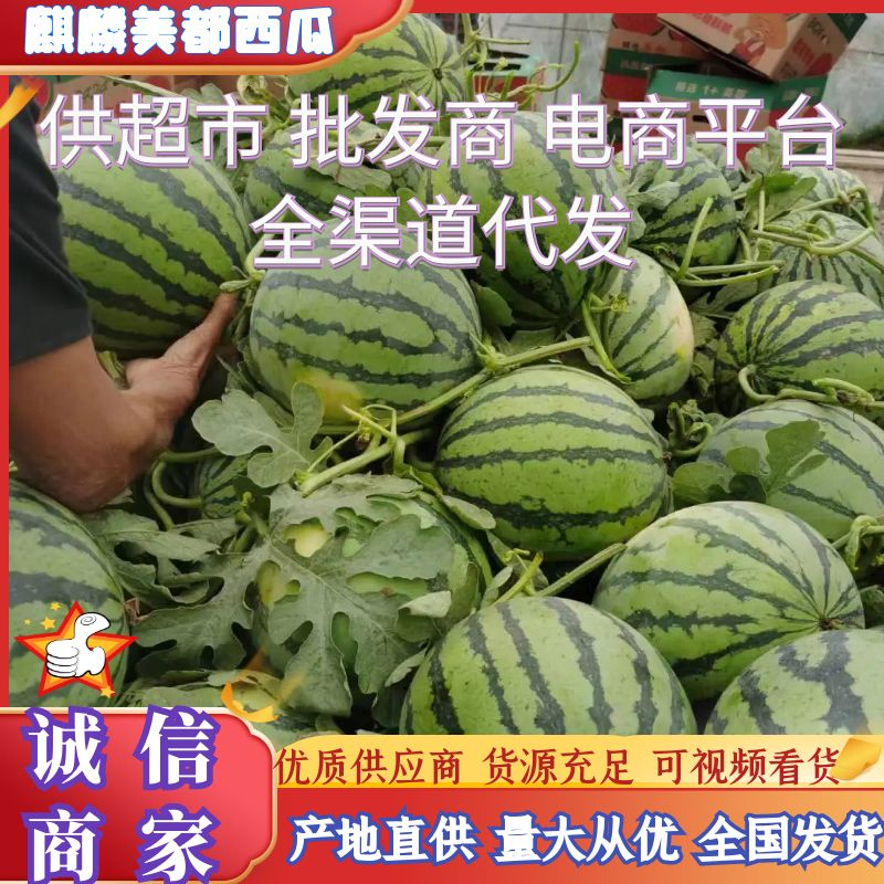 精品麒麟美都西瓜无籽小薄皮8424西瓜甜王西瓜产地