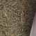 螃蟹脚茶树寄生