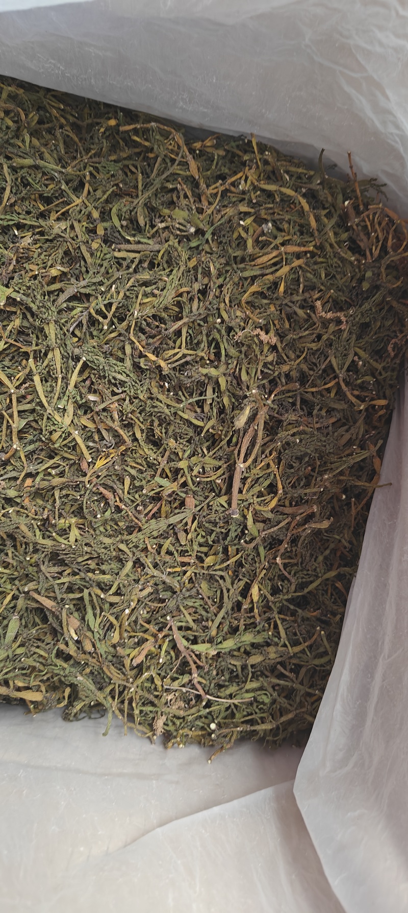 螃蟹脚茶树寄生